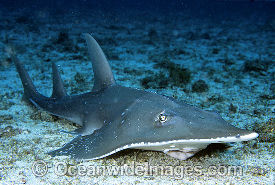 Giant Guitarfish photo