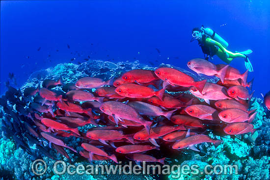 Scuba Diver with Pinjalo Snapper (Pinjalo lewisi). Indo-Pacific Photo - Gary Bell