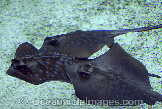 Blue-spotted Maskray (Dasyatis kuhlii). Also known as Blue-spotted Stingaree and Blue-spotted Stingray. Queensland, Australia. Photo - Gary Bell Blue-spotted Maskray (Dasyatis kuhlii). Also known as Blue-spotted Stingaree and Blue-spotted Stingray. Queensland, Australia. Photo - Gary Bell