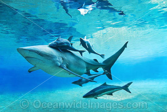 Dusky Shark with Remora Suckerfish photo