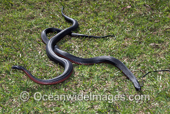 Red-bellied Black Snake (Pseudechis porphyriacus) - two rivalling males. Eastern Australia. Venomous snake. Photo - Gary Bell Red-bellied Black Snake (Pseudechis porphyriacus) - two rivalling males. Eastern Australia. Venomous snake. Photo - Gary Bell
