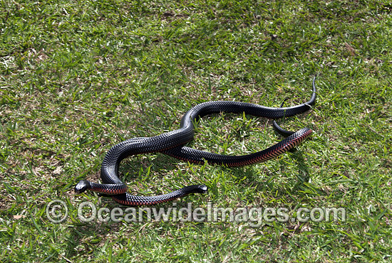 Red-bellied Black Snake photo