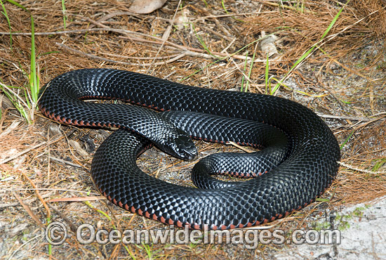 Red-bellied Black Snake (Pseudechis porphyriacus). Eastern Australia. Venomous snake. Photo - Gary Bell Red-bellied Black Snake (Pseudechis porphyriacus). Eastern Australia. Venomous snake. Photo - Gary Bell