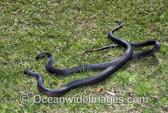 Red-bellied Black Snake photo