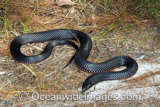 Red-bellied Black Snake Pseudechis porphyriacus photo