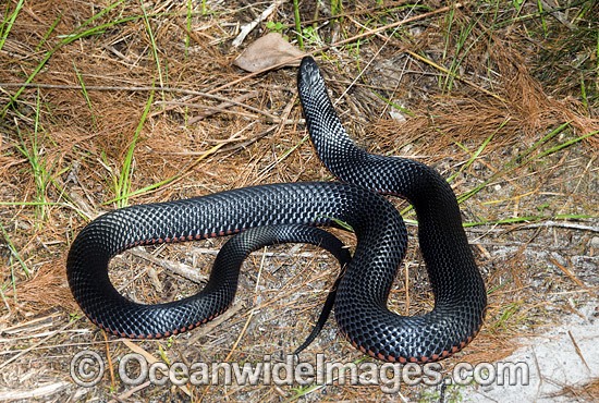 Red-bellied Black Snake (Pseudechis porphyriacus). Eastern Australia. Venomous snake. Photo - Gary Bell