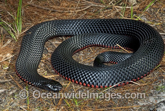 Red-bellied Black Snake venomous photo