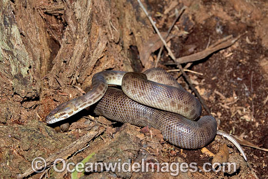 Children's Python (Antaresia childreni). Northern Australia. Non-venomous snake. Photo - Gary Bell Children's Python (Antaresia childreni). Northern Australia. Non-venomous snake. Photo - Gary Bell