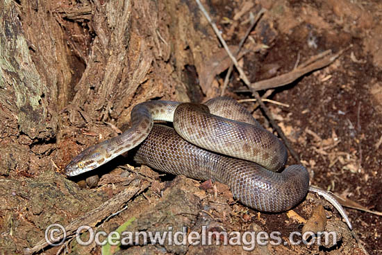 Children's Python Antaresia childreni photo