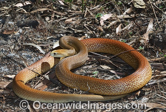 Coastal Taipan (Oxyuranus scutellatus). Eastern Queensland, Australia. Extremely venomous and dangerous snake. Can deliver muliple fatal bites in rapid succession. Photo - Gary Bell
