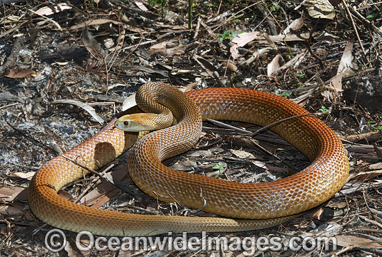 Coastal Taipan Oxyuranus scutellatus photo Coastal Taipan Oxyuranus scutellatus photo