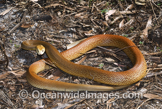 Coastal Taipan Oxyuranus scutellatus photo