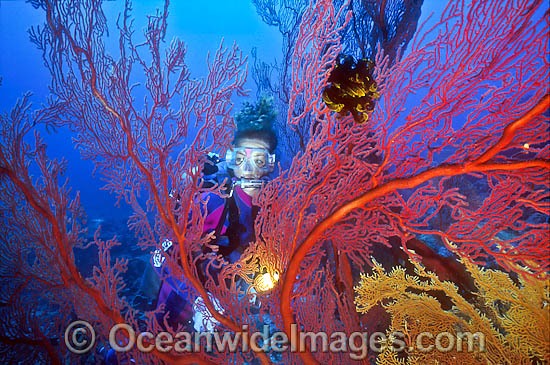 Scuba Diver with a giant Gorgonian Fan Coral tree. Great Barrier Reef, Queensland, Australia Photo - Gary Bell