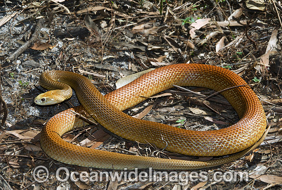 Coastal Taipan Oxyuranus scutellatus photo