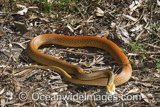 taipan bite taipan bite