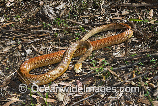 Coastal Taipan Oxyuranus scutellatus photo