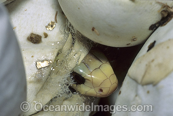 Coastal Taipan hatchling emerging from egg photo
