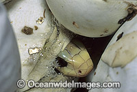 Coastal Taipan hatchling emerging from egg Photo - Gary Bell