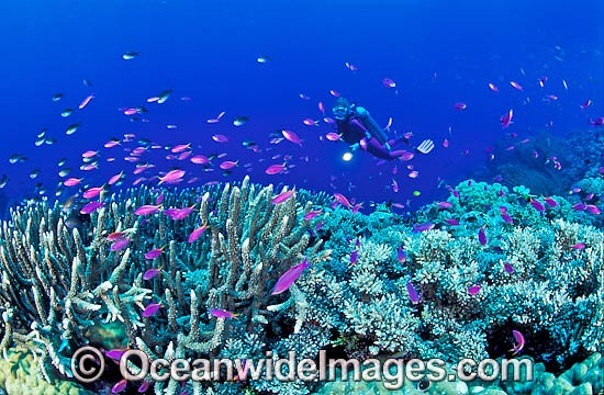 Scuba Diver on Coral reef photo