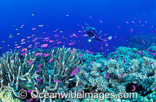 Scuba Diver on Coral reef photo Scuba Diver on Coral reef photo