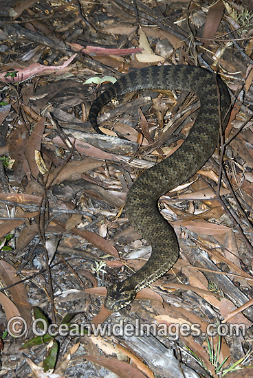 Common Death Adder Acanthophis antarcticus photo Common Death Adder Acanthophis antarcticus photo