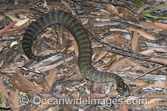 Common Death Adder buried in leaf litter photo