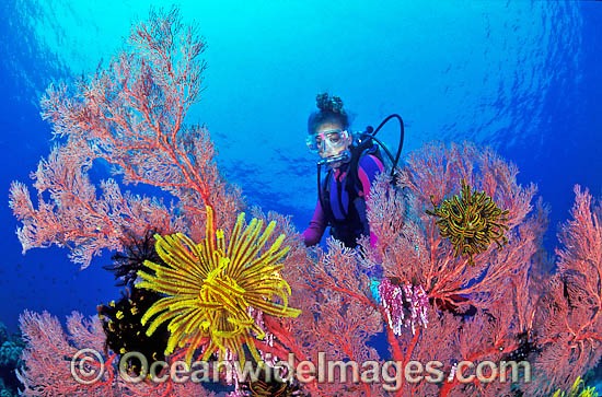 Scuba Diver with Gorgonian Fan Coral decorated with Crinoid Feather Stars. Great Barrier Reef, Queensland, Australia Photo - Gary Bell