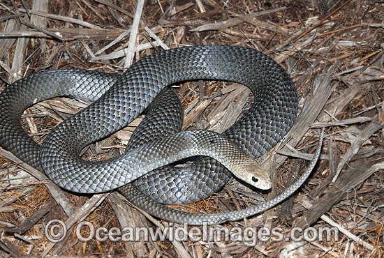 Eastern Brown Snake Pseudonaja textilis photo
