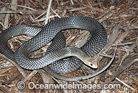 Eastern Brown Snake Pseudonaja textilis Photo - Gary Bell