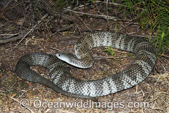 Mainland Tiger Snake (Notechis scutatus). An aggressive snake when aroused, mostly active during daylight hours. Feeds mainly on frogs. Also known as Eastern Tiger Snake. Dorrigo, New South Wales, Australia. Extremely venomous and dangerous snake. Photo - Gary Bell Mainland Tiger Snake (Notechis scutatus). An aggressive snake when aroused, mostly active during daylight hours. Feeds mainly on frogs. Also known as Eastern Tiger Snake. Dorrigo, New South Wales, Australia. Extremely venomous and dangerous snake. Photo - Gary Bell