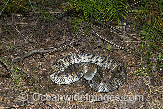 Mainland Tiger Snake (Notechis scutatus). An aggressive snake when aroused, mostly active during daylight hours. Feeds mainly on frogs. Also known as Eastern Tiger Snake. Dorrigo, New South Wales, Australia. Extremely venomous and dangerous snake. Photo - Gary Bell Mainland Tiger Snake (Notechis scutatus). An aggressive snake when aroused, mostly active during daylight hours. Feeds mainly on frogs. Also known as Eastern Tiger Snake. Dorrigo, New South Wales, Australia. Extremely venomous and dangerous snake. Photo - Gary Bell