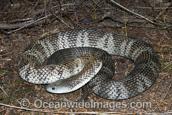 Tiger Snake Notechis scutatus photo