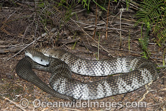Mainland Tiger Snake photo