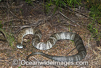 Tiger Snake Notechis scutatus Photo - Gary Bell