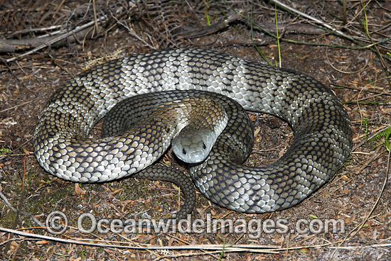 Australian Tiger Snake photo