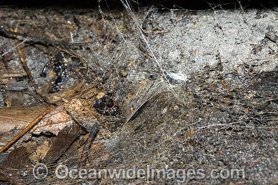 Web retreat entrance of a Funnel-web Spider photo