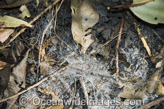 Web entrance of a Funnel-web Spider photo
