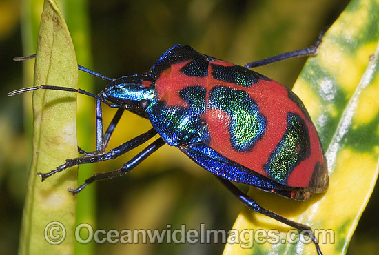 Harlequin Bug (Tectocoris diophthalmus). Coffs Harbour, New South Wales, Australia Photo - Gary Bell