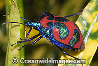 Harlequin Bug Photo - Gary Bell
