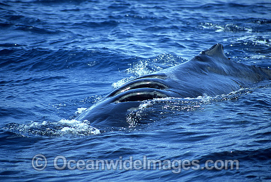 Humpback Whale with propellor wounds on back photo Humpback Whale with propellor wounds on back photo