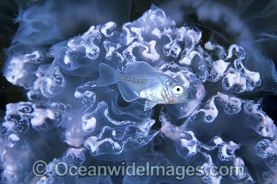 Moon Jellyfish and Warhou photo