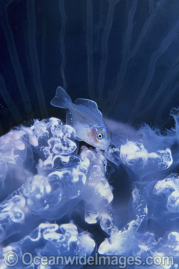 Warehou and Moon Jellyfish photo Warehou and Moon Jellyfish photo