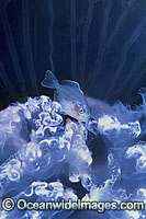 Warehou and Moon Jellyfish Photo - Gary Bell