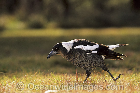 Magpie Gymnorhina tibicen photo