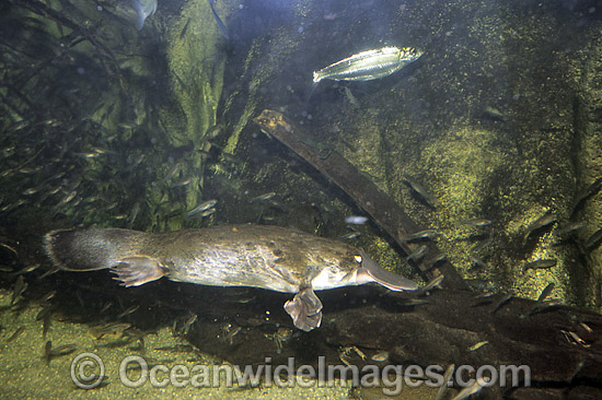 Duck-billed Platypus Ornithorhynchus anatinus photo