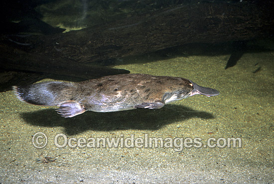 Duck-billed Platypus (Ornithorhynchus anatinus) in rainforest stream. Platypus are monotremes (egg laying mammals). The male Platypus has venomous spurs located on the inside of their hind legs capable of injuring humans and killing animals. Australia Photo - Gary Bell Duck-billed Platypus (Ornithorhynchus anatinus) in rainforest stream. Platypus are monotremes (egg laying mammals). The male Platypus has venomous spurs located on the inside of their hind legs capable of injuring humans and killing animals. Australia Photo - Gary Bell