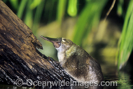 Duck-billed Platypus (Ornithorhynchus anatinus) resting on submerged log. Platypus are monotremes (egg laying mammals). The male Platypus has venomous spurs located on the inside their hind legs capable of injuring humans and killing animals. Australia Photo - Gary Bell Duck-billed Platypus (Ornithorhynchus anatinus) resting on submerged log. Platypus are monotremes (egg laying mammals). The male Platypus has venomous spurs located on the inside their hind legs capable of injuring humans and killing animals. Australia Photo - Gary Bell