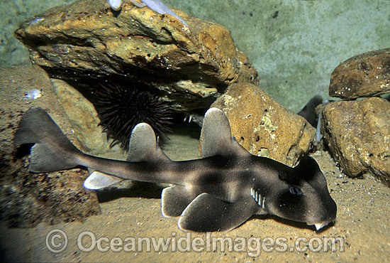 Crested Horn Shark Heterodontus galeatus photo