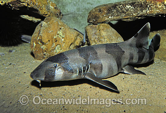 Grey Carpet Shark Chiloscyllium punctatum photo