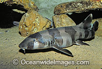 Grey Carpet Shark Chiloscyllium punctatum Photo - Gary Bell